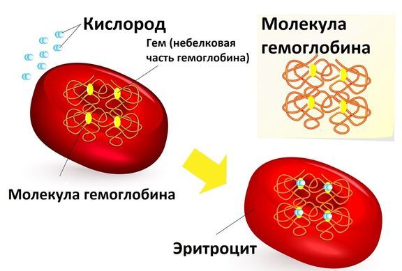 Гемоглобин А1С норма (таблица). Гемоглобин А1С повышен или понижен - что это значит
