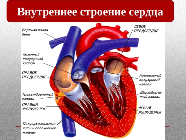 Сердце человека имеет камерное строение количество камер. Сколько камер присутствует в сердце человека