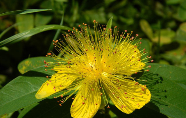 Как быстро поднять давление в домашних условиях: таблетки и народные средства