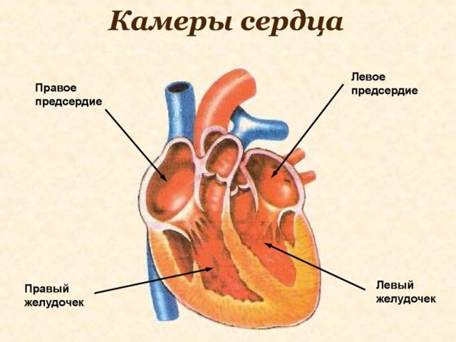 Сердце человека: анатомия и физиология главного органа