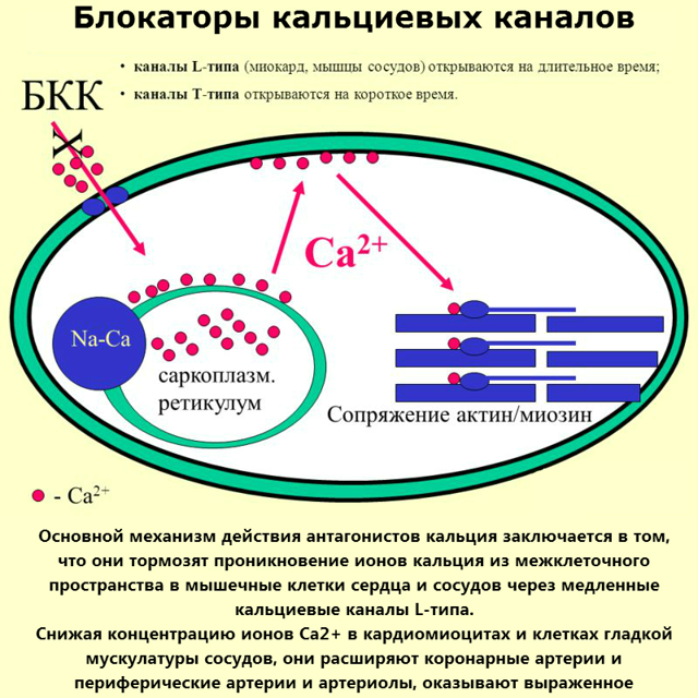 Блокаторы кальциевых каналов