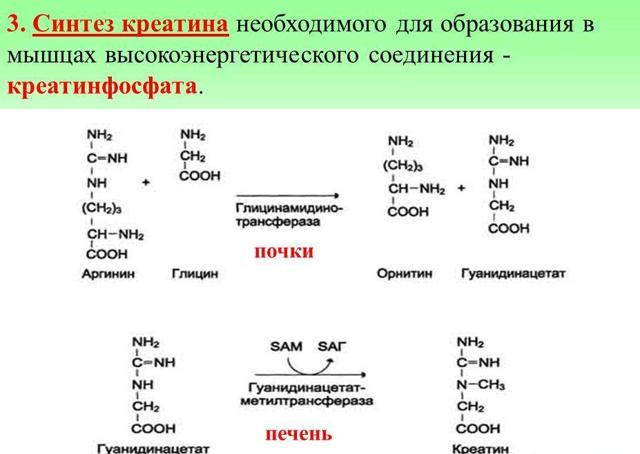 Общая креатинкиназа (СК-МВ, КФК) в крови: норма, повышенна, пониженна