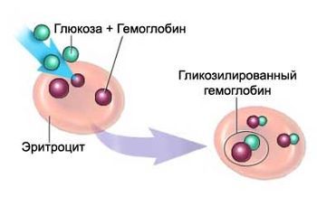 Норма гликированного гемоглобина при сахарном диабете