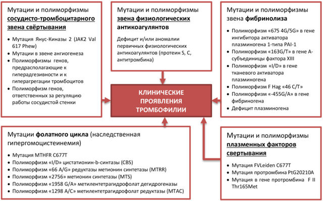 Исследование сосудистой системы гемостаза - Семейный доктор