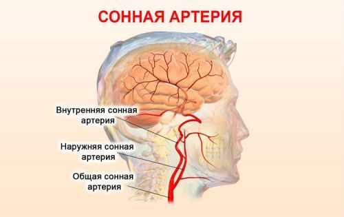 УЗДГ БЦА: что это такое, показания, проведение, расшифровка результатов