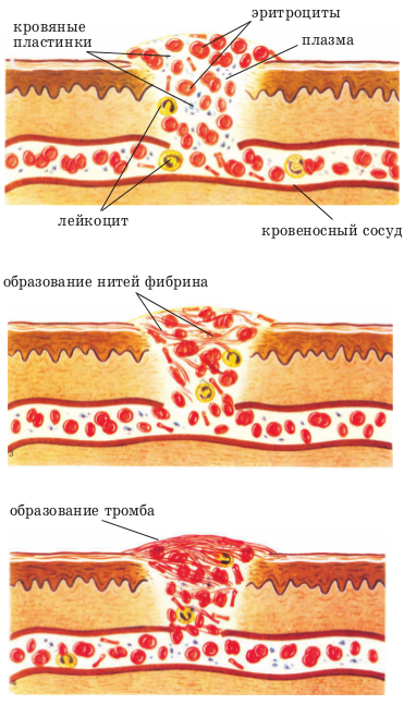 Занятие 20. Взятие крови у животных. Получение плазмы, сыворотки, фибрина и дефибринированной крови. Определение ско­рости свертывания крови при различных температурных условиях.