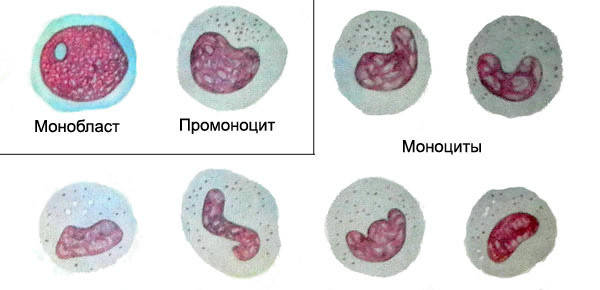 Моноциты - что это такое и какую функцию в крови они выполняют, показатели нормы моноцитов и методы лечения при их отклонениях