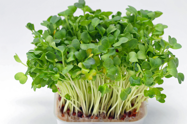 Продукты для очищения крови
