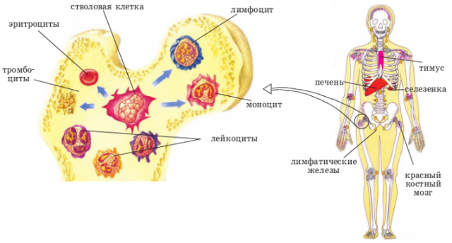 Кровь человека, состав и свойства крови