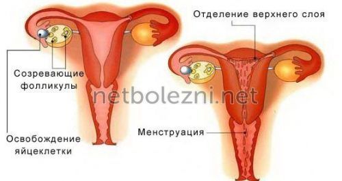 Большие сгустки при месячных: что выходит с кровью?