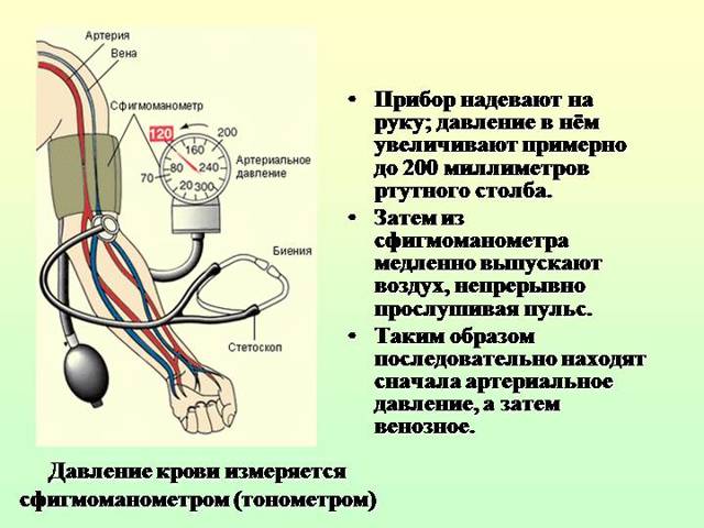 Давление человека, норма по возрасту и пульс, таблица у взрослых