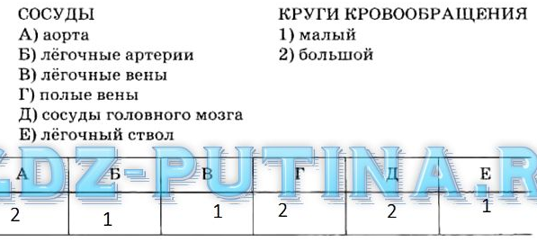 Из левого желудочка вытекает кровь | Наше сердце