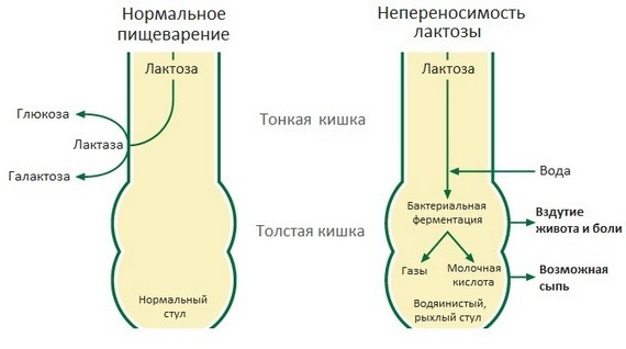 Донормил - инструкция по применению, состав, механизм действия, форма выпуска, аналоги и цена