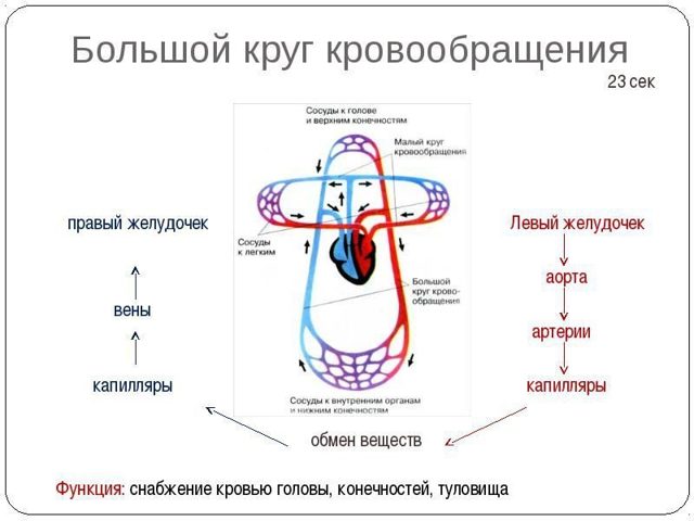 Венозная кровь человека в отличие от артериальной. Отличия венозной и артериальной крови