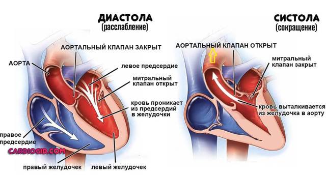 Дополнительная хорда в сердце у ребенка - что это такое и чем опасна?