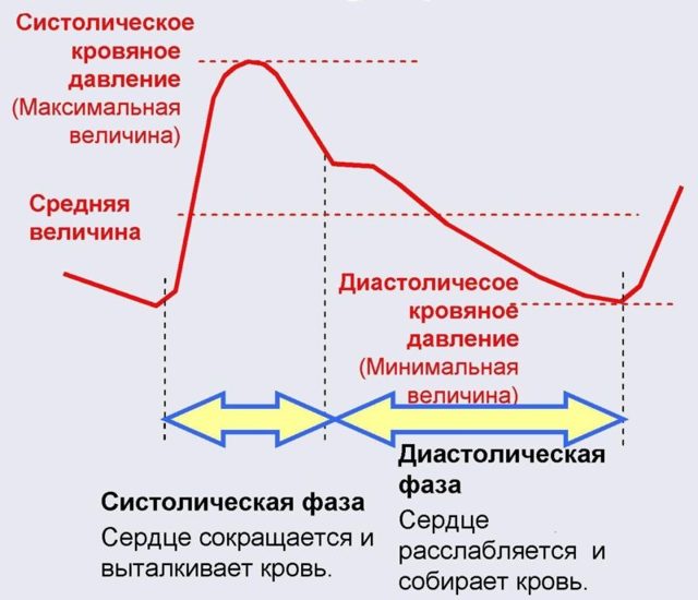 Кровяное давление виды. Что такое кровяное давление