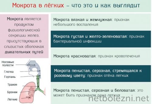 Зеленая мокрота при кашле