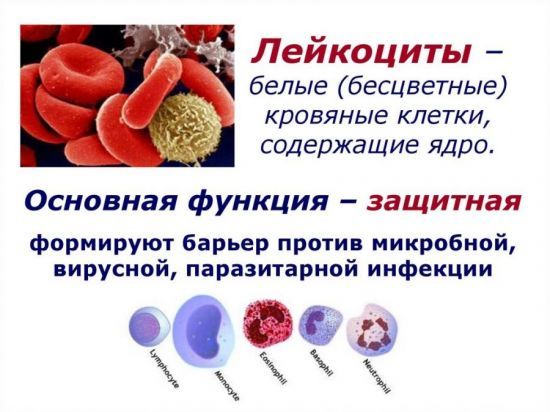Общий белок – Биохимический анализ крови – Расшифровка анализов онлайн