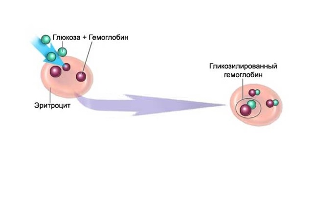 Гемоглобин А1С норма (таблица). Гемоглобин А1С повышен или понижен - что это значит
