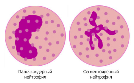 Сколько норма лейкоцитов