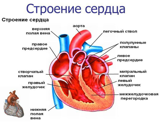 Регургитация трикуспидального клапана 1 степени