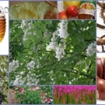 Народные средства от тромбофлебита нижних конечностей: травы, мед, лечение в домашних условиях