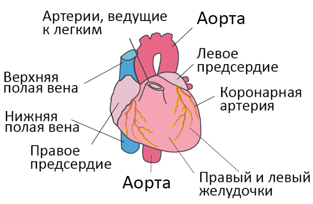 Прогноз при сердечной недостаточности