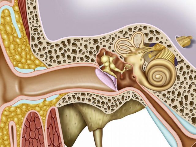 Пульсация в ухе при беременности: методы терапии, рецепты, рецепты народной медицины, таблица