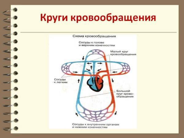 133. Слои стенки сердца, их функции.