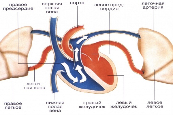 Перегрузка правого предсердия причины - Все про гипертонию