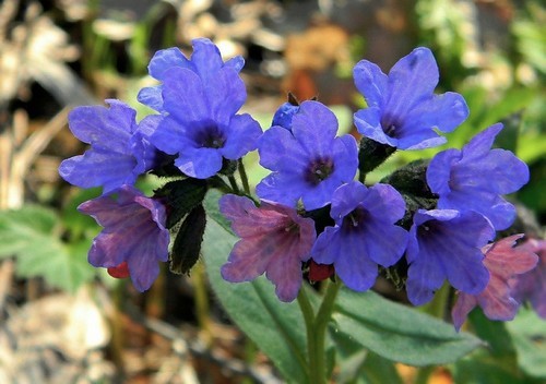 Геморрой при беременности - чем и как лечить геморрой беременной?