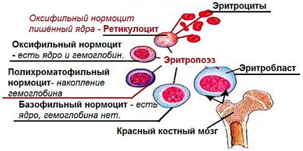 Ретикулоциты норма у детей
