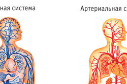 Венозная кровь человека в отличие от артериальной. Отличия венозной и артериальной крови
