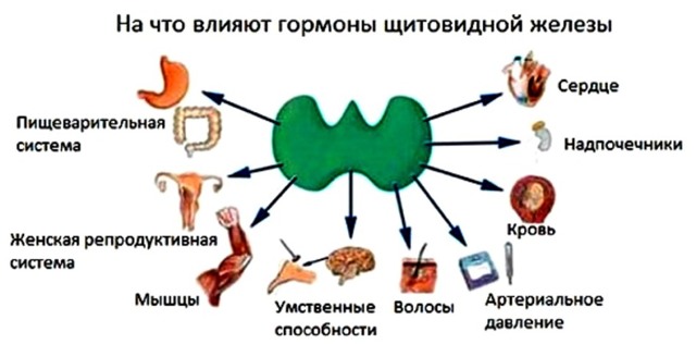 Препараты железа при анемии, для беременных, детей, женщин, мужчин. Польза, как принимать таблетки, в капсулах, список лучших средств, названия и цены