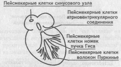 Атриовентрикулярная проводимость Википедия