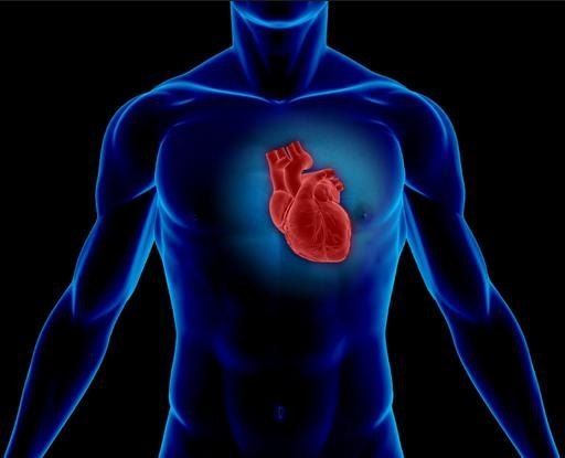 Сердце человека: анатомическое строение, функции, принцип работы