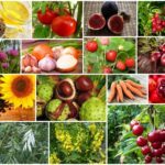 Препараты и народные средства для разжижения крови при варикозе