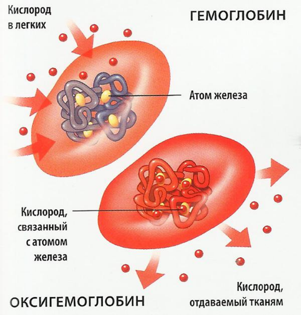 Гемоглобин А1С норма (таблица). Гемоглобин А1С повышен или понижен - что это значит