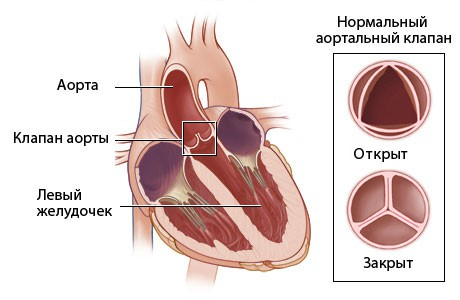 Сердце человека: анатомия и физиология главного органа