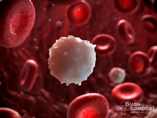 Общий (развернутый) анализ крови: что показывает, как сдавать