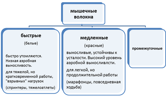 Тренировки и упражнения для сердца