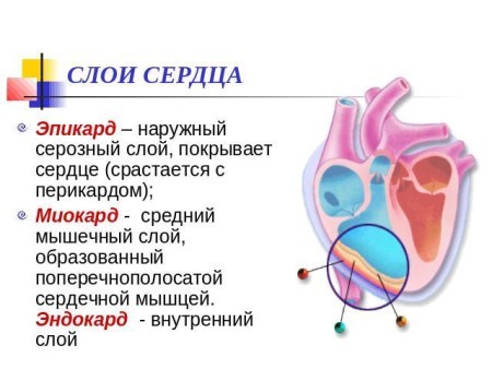 Сердце человека имеет камерное строение количество камер. Сколько камер присутствует в сердце человека