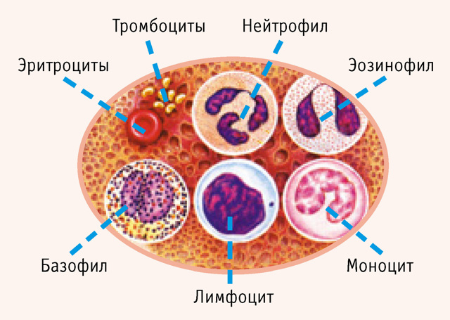 Клетки крови человека функции