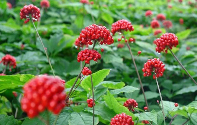 Как быстро поднять давление в домашних условиях: таблетки и народные средства