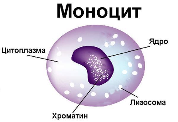 Моноциты - что это такое и какую функцию в крови они выполняют, показатели нормы моноцитов и методы лечения при их отклонениях