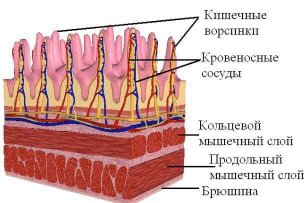 Нормы холестерина в крови у женщин: изменения по возрасту
