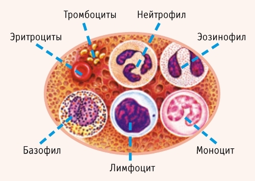Содержание лейкоцитов в крови. Норма, повышенные и пониженные лейкоциты в анализе крови