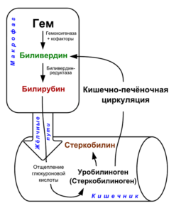 Высокий билирубин в крови у взрослых: причины и признаки, норма билирубина. Способы снизить количество вещества в крови