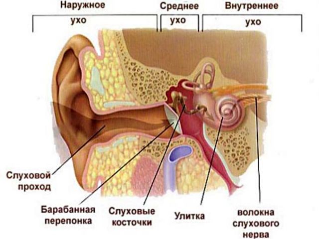 Из уха идет кровь у ребенка - Цветы жизни