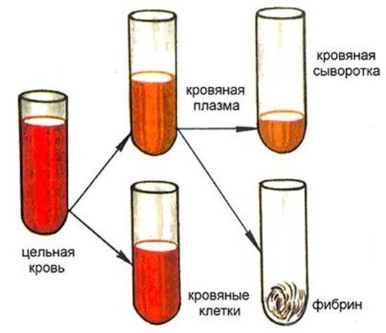 Сыворотка крови человека: что это, отличие от плазмы